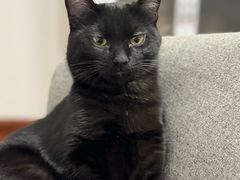 -中农国际动物医院24小时·猫科·骨科·急重症中心