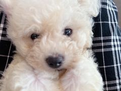 -关爱宠物医院·猫科中心·消化科(滨湖万达分院)