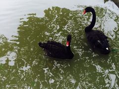 iphone_upload_pic-溱湖国家湿地公园