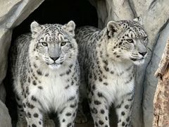 -青藏高原野生动物园