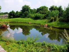 -合肥滨湖国家森林公园