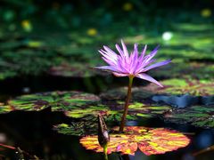 -国家植物园南园