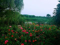 -大塘金香草谷