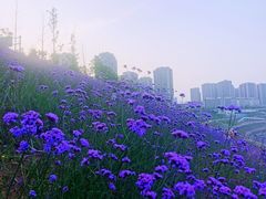 -石井坡(地铁站)