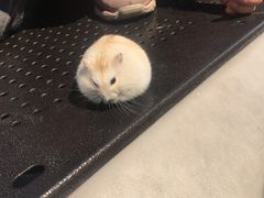 -中环花鸟鱼虫市场