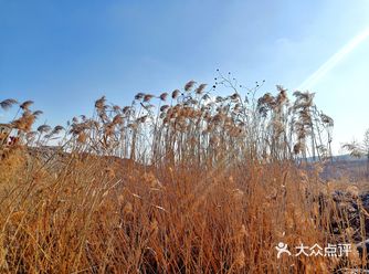 家楼下在建中的泉水河公园，有一片芦苇荡，特别漂亮