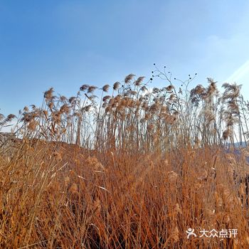 家楼下在建中的泉水河公园，有一片芦苇荡，特别漂亮