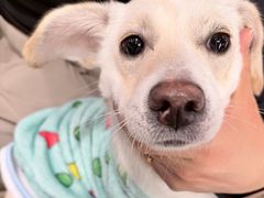 -破店肥哈·东北烧烤(南头店)