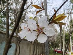 -顾村公园