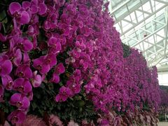 -石家庄市植物园