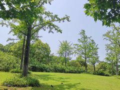 -上海吴淞炮台湾国家湿地公园