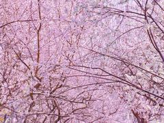 -桃花堤公园