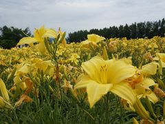 -富田农场
