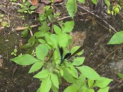 -海南热带雨林国家公园吊罗山景区