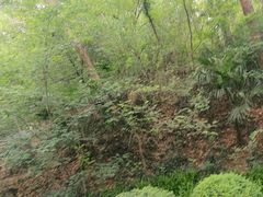 -北极阁公园