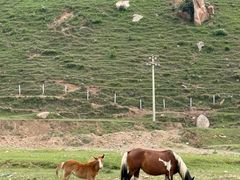 -芦芽山旅游度假区