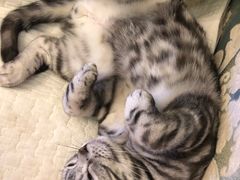 -猫大福·Fortune Cat猫舍(百子湾店)