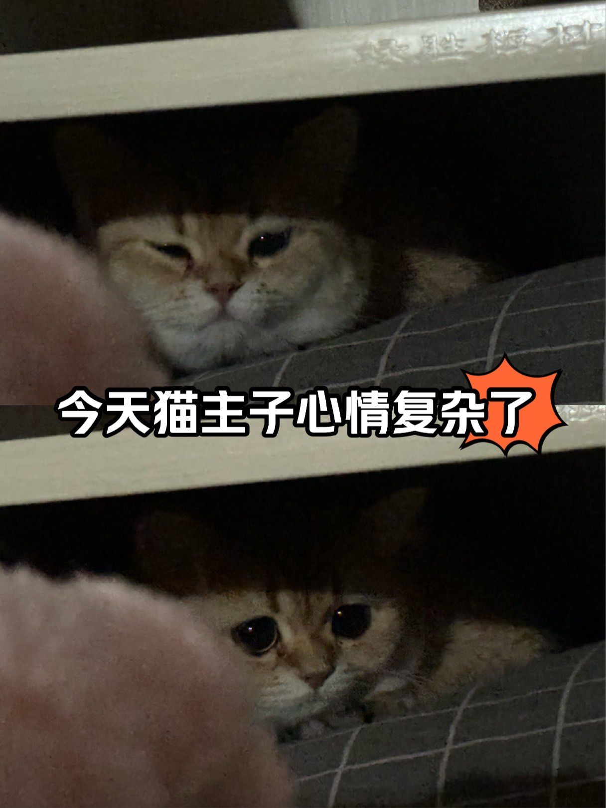 一只猫喊爸的表情包