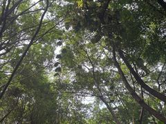 -华侨城湿地公园