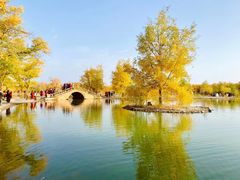 -金塔沙漠胡杨林景区