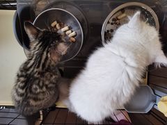 -瑞派·关忠动物医院·猫专科·犬专科(三环新城店)