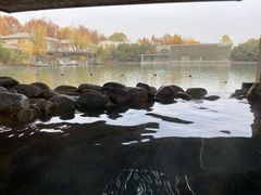 -春晖园度假酒店温泉