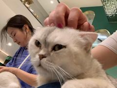 -飞行喵MR PILOT|猫舍·猫咖(静安大融城店)