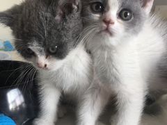 -70cat德文卷毛猫·缅因猫纯种猫舍