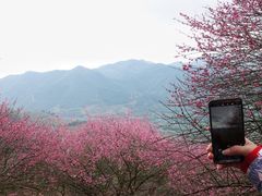 -新建村梅花