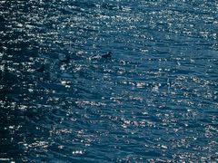 -洱海月湿地公园