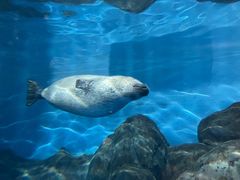 -上海海洋水族馆