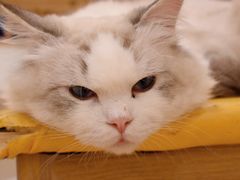 -Let's go狗咖·猫咖·奶狗·桌游(春熙路IFS店)