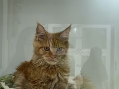 -青奢宠物·青奢猫舍