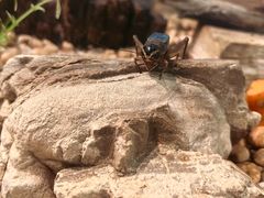 -上海昆虫博物馆