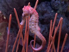 -暹罗海洋世界