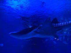 -烟台海昌鲸鲨海洋公园