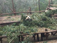 -成都大熊猫繁育研究基地