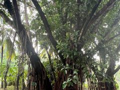 -中国科学院西双版纳热带植物园
