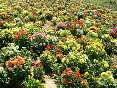 -北纬44度·金珠花海休闲农业旅游景区