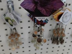 -荷兰花海