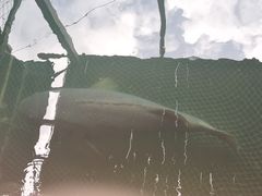 -蓝湾碧波·老字号·疍家非遗海上餐厅