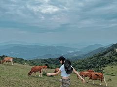 -大姆山草场