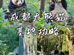 -成都大熊猫繁育研究基地