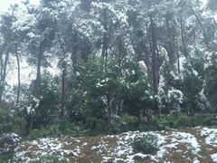 -铁山坪森林公园