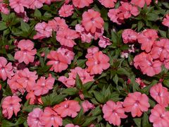 -THE PRESS(复旦大学店)