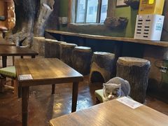 -猫猫幼稚园·撸猫·桌游·电玩