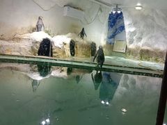 -北戴河圣蓝海洋公园