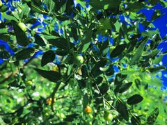 -北京西山国家森林公园