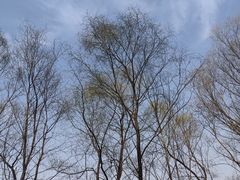 -沈阳鸟岛