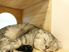 -猫咪派对(江南西店)